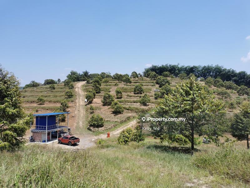 For Sale - Durian Orchard Farm @ Kuala Kangsar for Sale