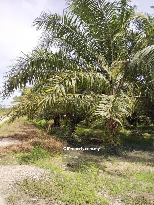 Tanah Pertanian untuk Dijual di Perak Tengah Jaya Baru Sitiawan 32000 Lekir, Sitiawan oleh CY Khoo - iProperty.com.my