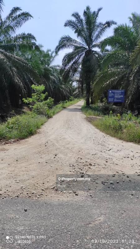 For Sale - Kebun sawit 4 ekar di Parit Yaani Yong Peng Johor