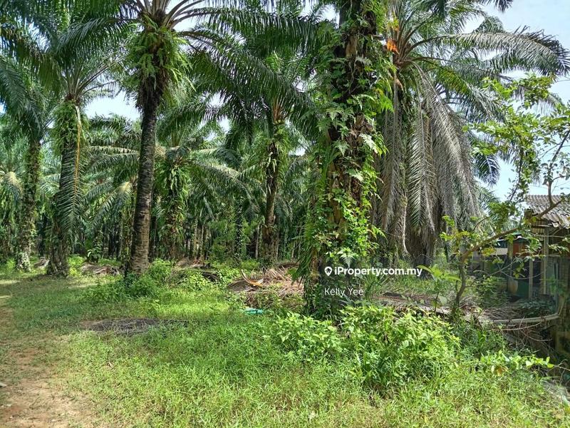 Agricultural Land for Sale in Palm Oil Plantation @ Labu Besar, Kulim for Sale, Kulim by Kelly Yee - iProperty.com.my