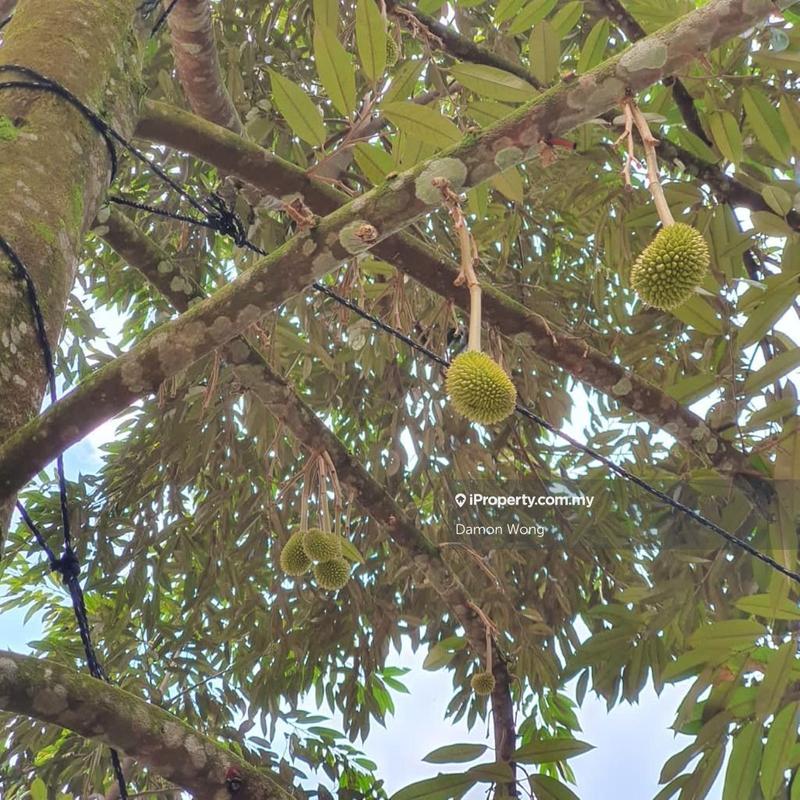 Tanah Pertanian untuk Dijual di Kampung Titi, Titi oleh Damon Wong - iProperty.com.my