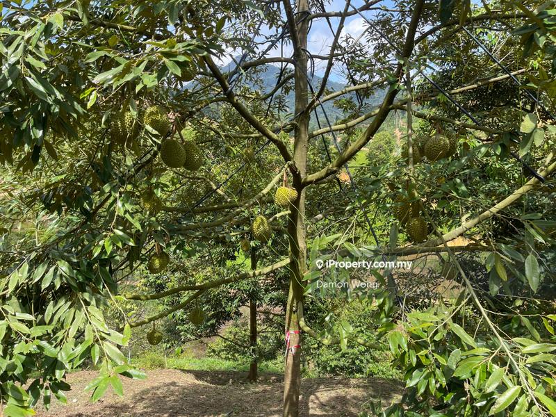 Agricultural Land for Sale in Karak, Bentong by Damon Wong - iProperty.com.my