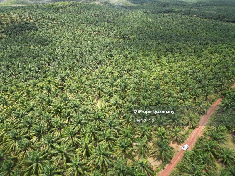 Agricultural Land for Sale in Bukit Selambau, Bukit Selambau by Derrick Ng - iProperty.com.my