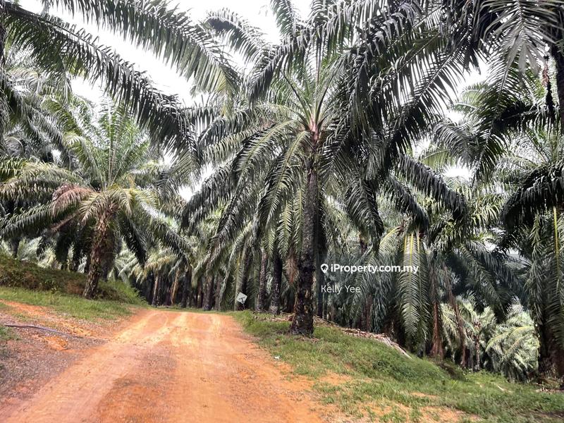 Agricultural Land for Sale in Palm Oil Plantation @ Ulu Lepar, Kuantan for Sale, Kuantan by Kelly Yee - iProperty.com.my
