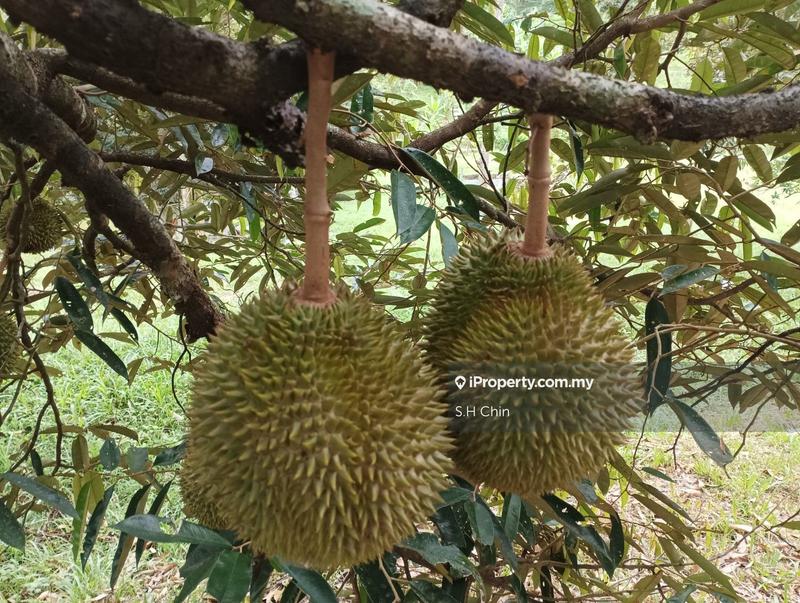 Agricultural Land untuk Dijual di Kampung Baru Lenggeng, Lenggeng oleh S.H Chin - iProperty.com.my