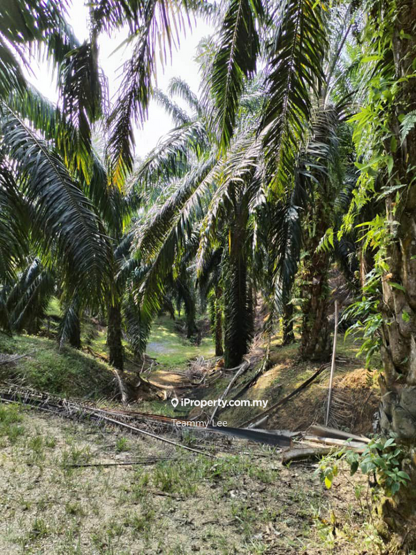 Tanah Pertanian untuk Dijual di Bandar Sungai Siput, Sungai Siput oleh Teammy Lee - iProperty.com.my
