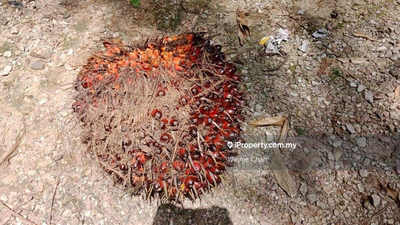 Agricultural Land for Sale in Tapah Perak 550 Acres Freehold Agriculture Land, Tapah by Winnie Chan - iProperty.com.my