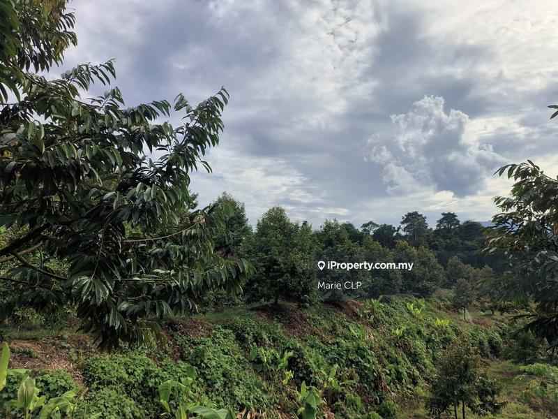 Agricultural Land for Sale in Kampung Sumpitan, Lenggong by Marie CLP - iProperty.com.my