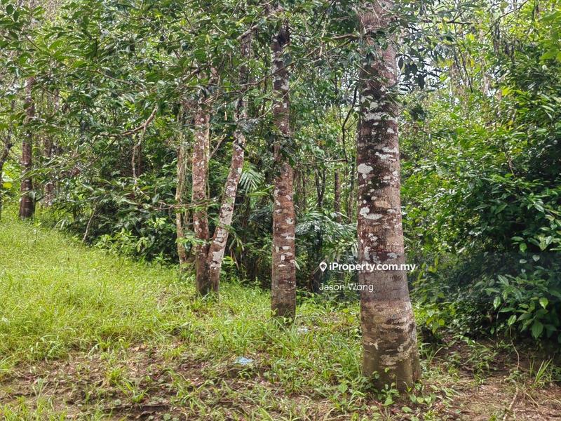 Tanah Pertanian untuk Dijual di Jalan Kota Bharu, Gua Musang, Kuala Krai, Kelantan, Gua Musang oleh Jason Wong - iProperty.com.my