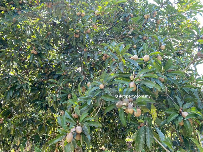 Agricultural Land for Sale in Taman Jelebu, Kuala Klawang by William Ng - iProperty.com.my