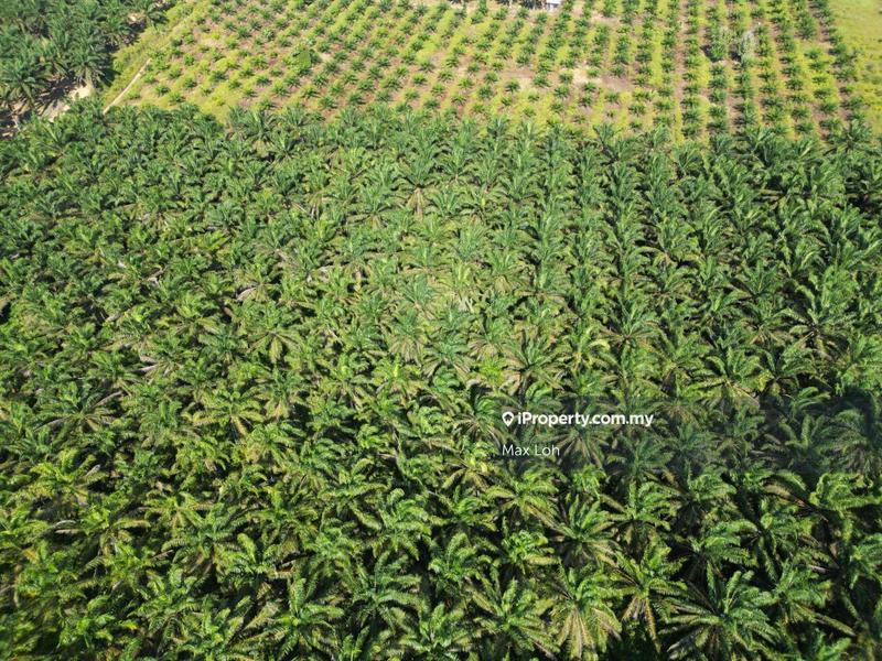 Agricultural Land for Sale in Kota Tinggi, Kota Tinggi by Max Loh - iProperty.com.my