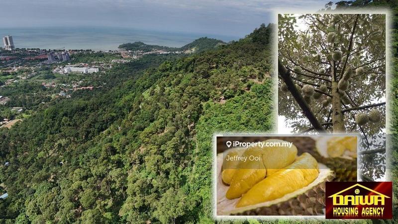 For Sale - Durian Farm (Teluk Kumbar) 53.11 acres with 1243 Durian Trees