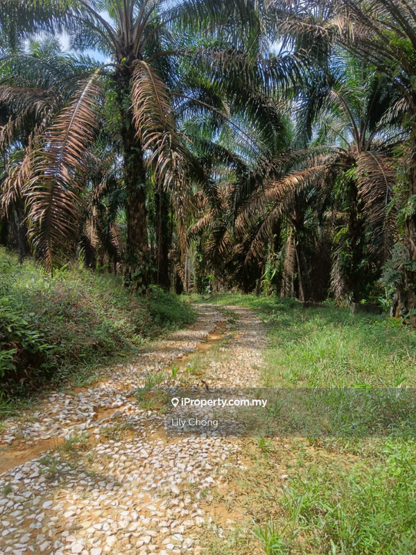 Agricultural Land for Sale in Bidor, Perak by Lily Chong - iProperty.com.my