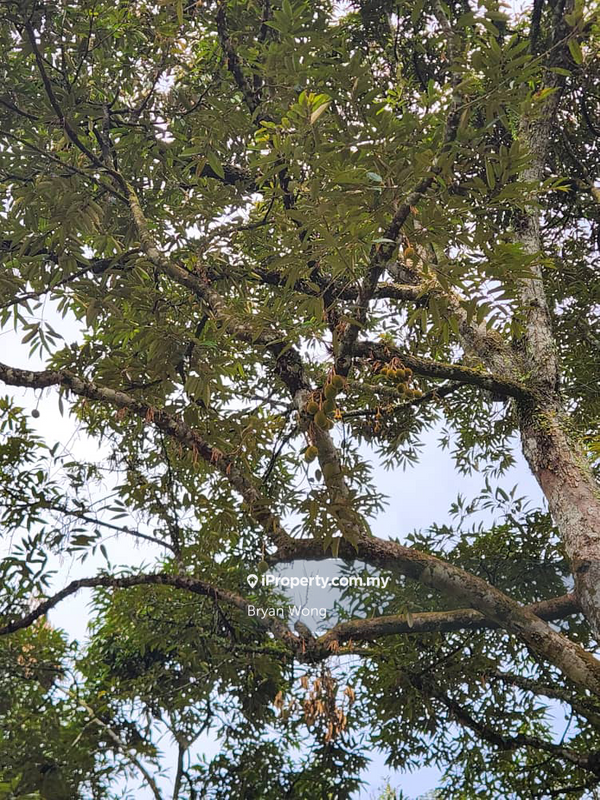 For Sale - Proton City Durian Land