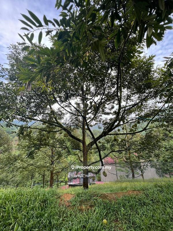 Agricultural Land for Sale in Bandar Tras, Raub by Harry Chin - iProperty.com.my