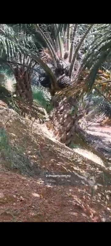 Tanah Pertanian untuk Dijual di Kelantan Gua Musang 18300 Ulu Nenggiri Bertam Blau, Ulu Nenggiri oleh CY Khoo - iProperty.com.my