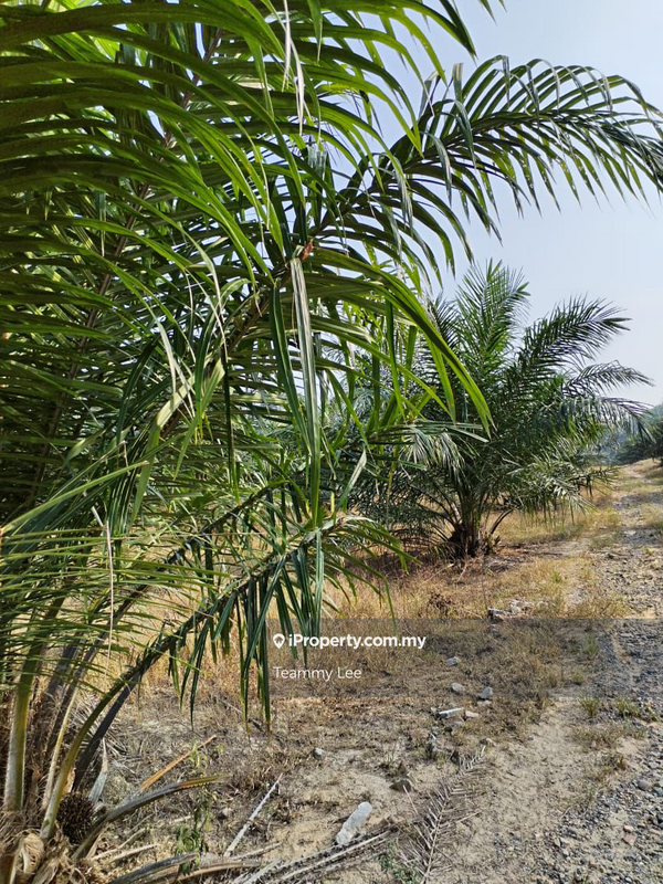 Tanah Pertanian untuk Dijual di Bandar Sungai Siput, Sungai Siput oleh Teammy Lee - iProperty.com.my