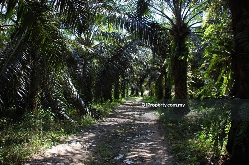 Agricultural Land for Sale in Jelai, Taiping by Chris Chew - iProperty.com.my