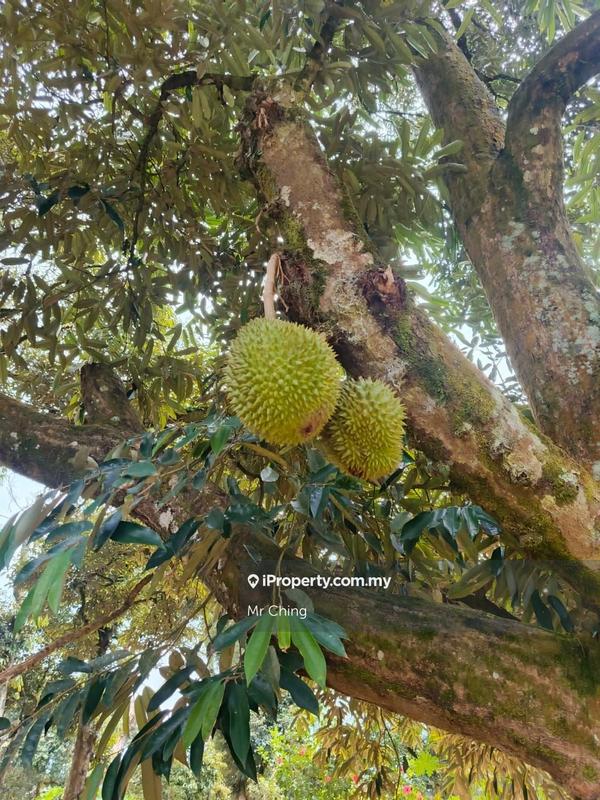 Agricultural Land for Sale in Raub Pahang, Raub by Mr Ching - iProperty.com.my