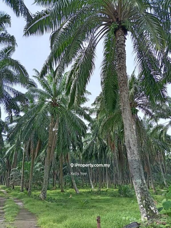 Agricultural Land for Sale in Changkat, Nibong Tebal by Kelly Yee - iProperty.com.my