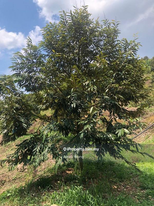 Agricultural Land for Sale in Sang Lee, Raub by Alexis Yeong - iProperty.com.my