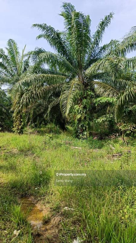 Tanah Pertanian untuk Dijual di Parit Tengah, Benut oleh Santo Wang - iProperty.com.my