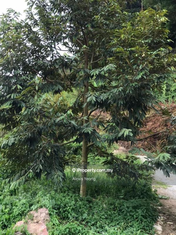Agricultural Land for Sale in Sang Lee, Raub by Alexis Yeong - iProperty.com.my