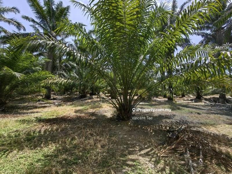 Agricultural Land for Sale in Kampung Baru Kemayan, Triang by Vincent Tee - iProperty.com.my