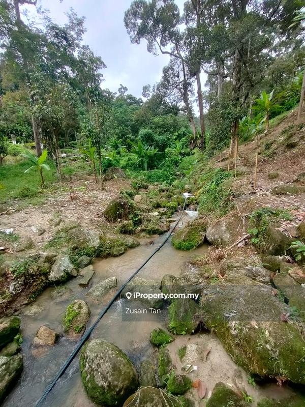 Agricultural Land for Sale in Kampung Titi Serong, Balik Pulau by Zusain Tan - iProperty.com.my