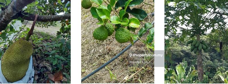 Agricultural Land for Sale in Karak Durian Orchard, Karak by Mandes Loh - iProperty.com.my