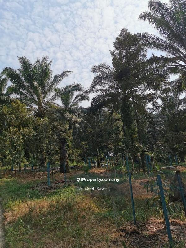 Tanah Pertanian untuk Dijual di Kulim, Kedah oleh JeehJeeh Kaw - iProperty.com.my