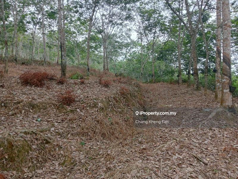 Agricultural Land for Sale in Lembah Beringin, Sungai Gumut by Chang Kheng Fatt - iProperty.com.my