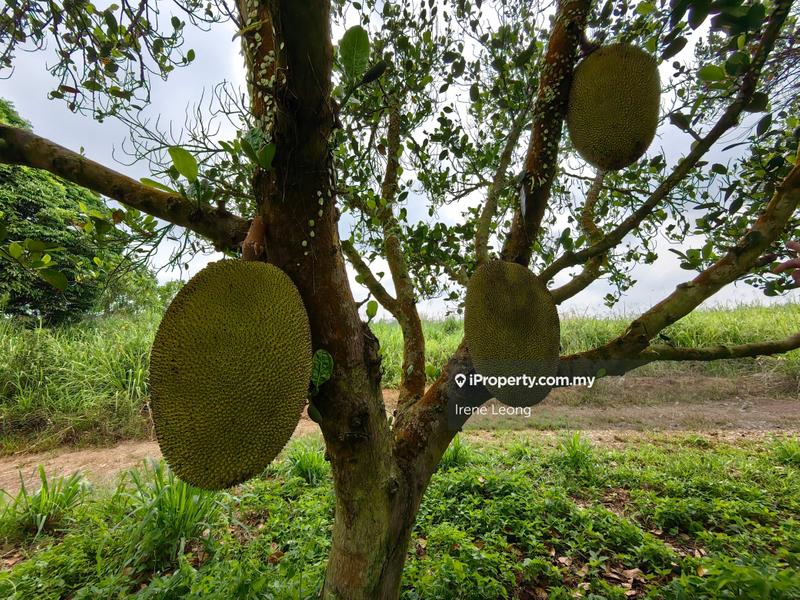 For Sale - 100 acres Lanchang PSK Land + Nangka Business For Sale