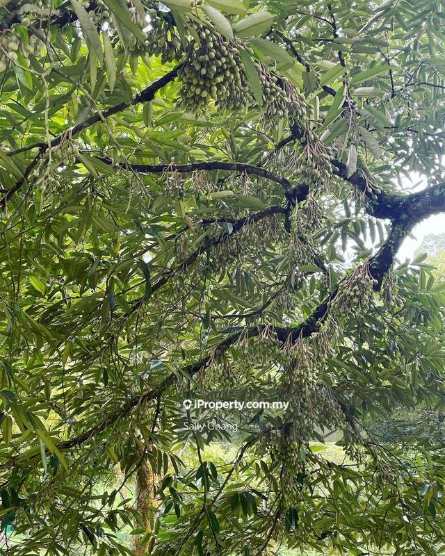 For Sale - 15 Acres Titi Agricultural Luxury Durian Farm