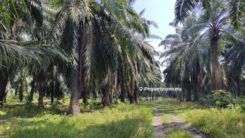 For Sale - Freehold land in Changkat Nibong Tebal