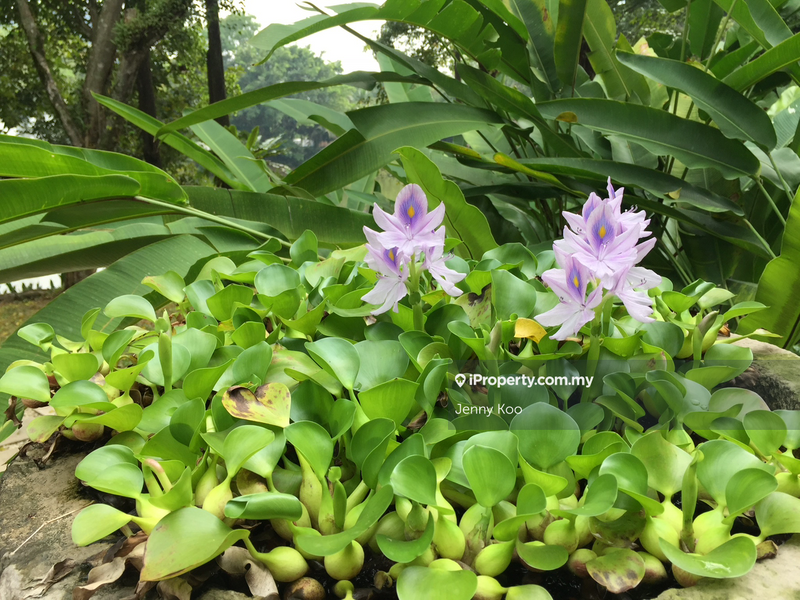 Kondominium untuk Disewa di Town Villias @ Bukit Gita Bayu oleh Jenny Koo - iProperty.com.my