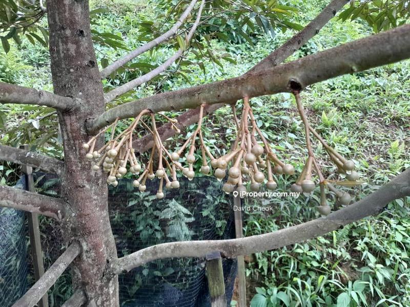 Agricultural Land for Sale in Near Kampung Semebok, Rembau by David Cheok - iProperty.com.my