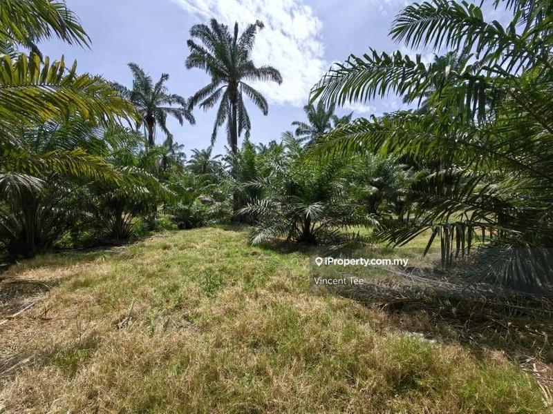 Agricultural Land for Sale in Kampung Baru Kemayan, Triang by Vincent Tee - iProperty.com.my