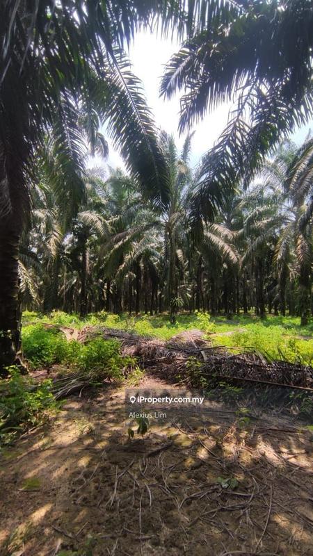 For Sale - 2pcs of 4 Acres Agricultural Land(Road Side) @ Desa Makmur, Mukim Kota Tinggi