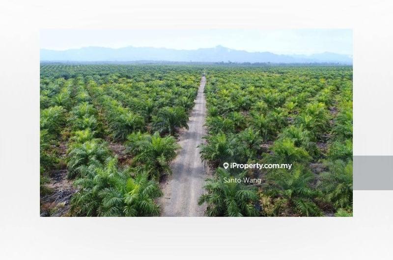 For Sale - Oil palm plantation