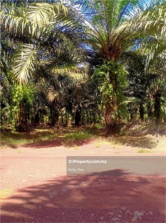 For Sale - Palm Oil Plantation @ Cha’ah, Segamat for Sale