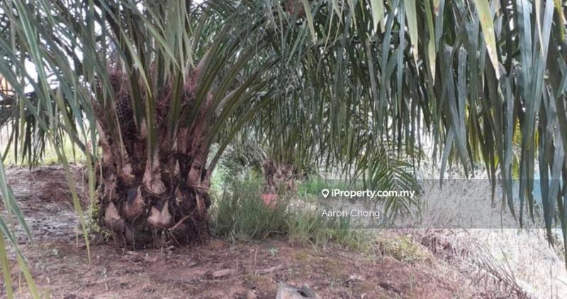 Agricultural Land for Sale in Ranau, Sabah by Aaron Chong - iProperty.com.my