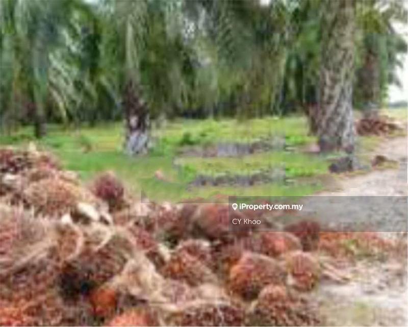 Tanah Pertanian untuk Dijual di Perak Tengah Jaya Baru Sitiawan 32000 Lekir, Sitiawan oleh CY Khoo - iProperty.com.my