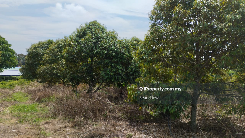 Tanah Pertanian untuk Dijual di Simpang Pertang , Negeri Sembilan, Simpang Pertang oleh Sean Liew - iProperty.com.my