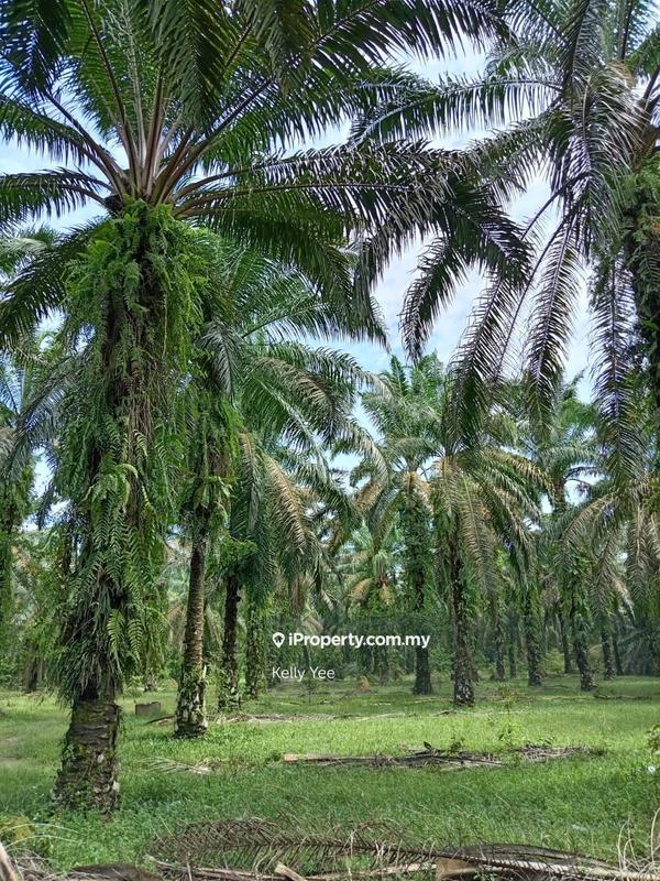 Tanah Pertanian untuk Dijual di Palm Oil Plantation @ Sg. Duri, Sungai Jawi - Sale, Sungai Jawi oleh Kelly Yee - iProperty.com.my