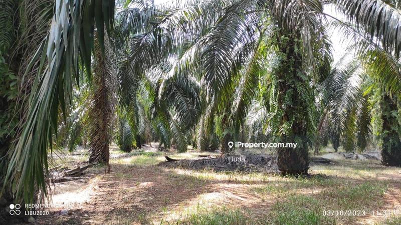 Tanah Pertanian untuk Dijual di Parit Yaani, Yong Peng oleh Huda - iProperty.com.my