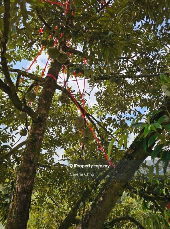 Agricultural Land for Sale in Hulu Langat, Selangor by Carene Chng - iProperty.com.my