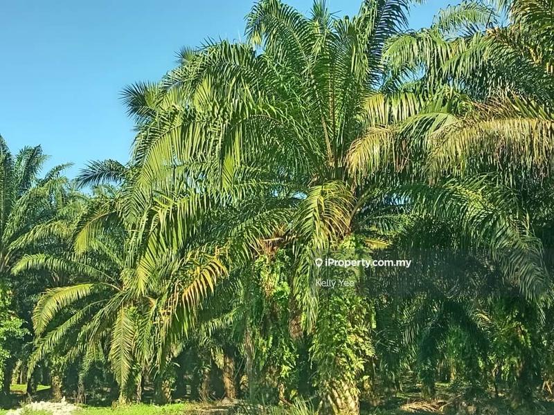 For Sale - Palm Oil Plantation @ Bukit Teh for Sale