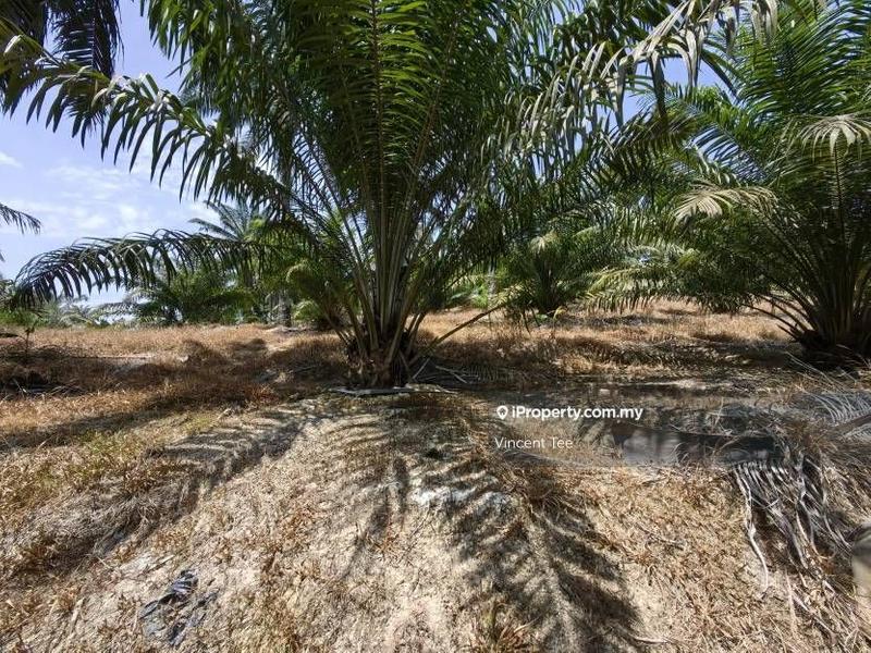 Agricultural Land for Sale in Kampung Baru Kemayan, Triang by Vincent Tee - iProperty.com.my