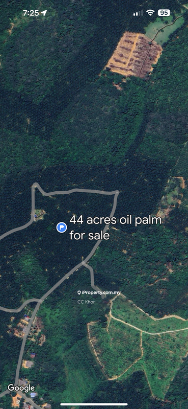 For Sale - Oil palm plantation